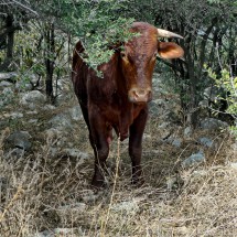 Bull on Mesa de las Mules